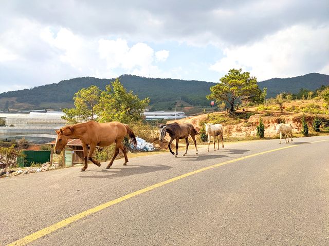 DA LAT TO CENTRAL HIGHLANDS VIET NAM